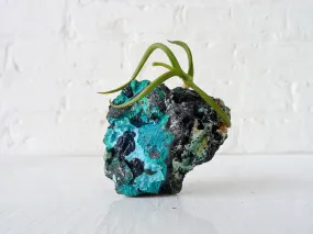 10% SALE Chrysocolla Island Air Plant Crystal Garden