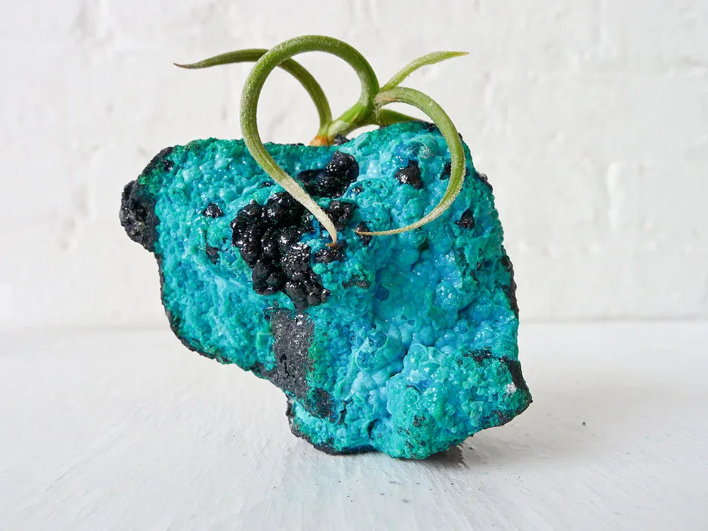 10% SALE Chrysocolla Island Air Plant Crystal Garden