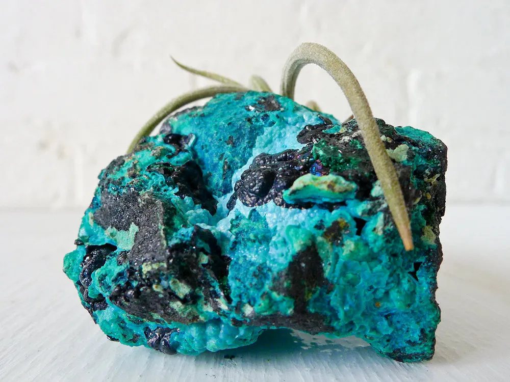 10% SALE Chrysocolla Island Air Plant Crystal Garden