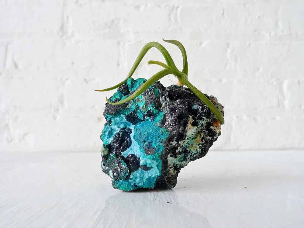 10% SALE Chrysocolla Island Air Plant Crystal Garden