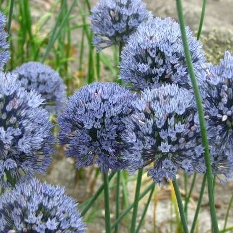 Allium caesium