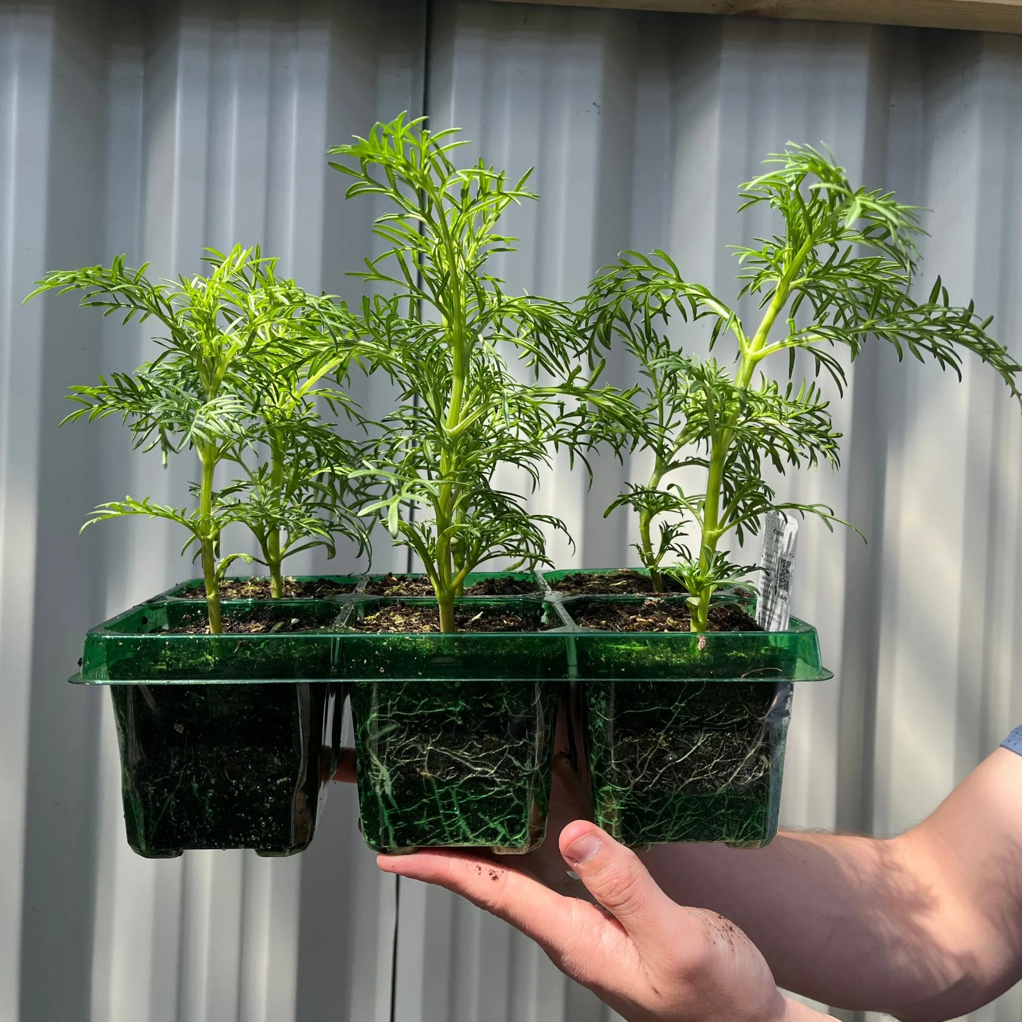 Cosmos Tray | Tray of 6 Mixed Plants