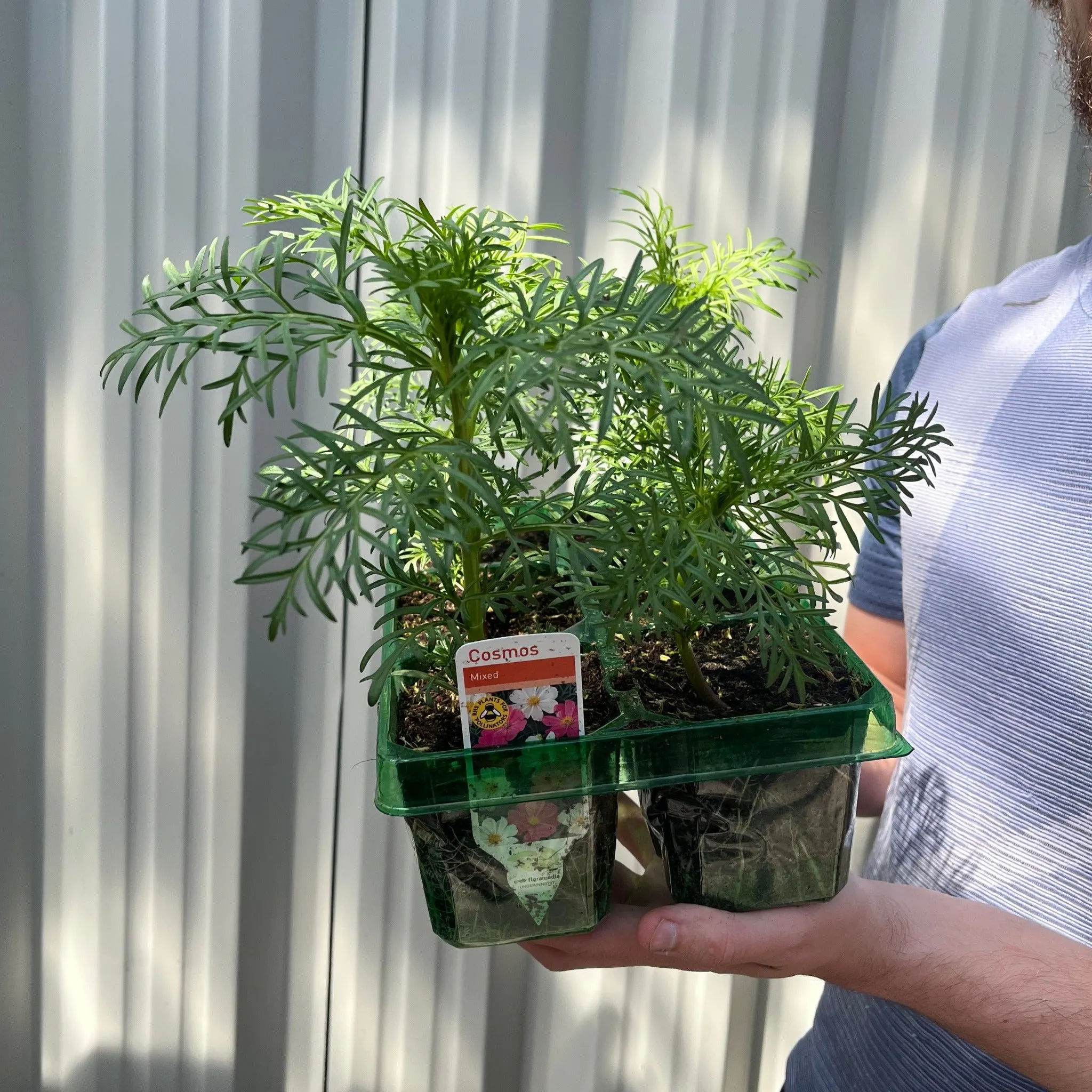 Cosmos Tray | Tray of 6 Mixed Plants