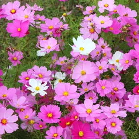 Cosmos Tray | Tray of 6 Mixed Plants