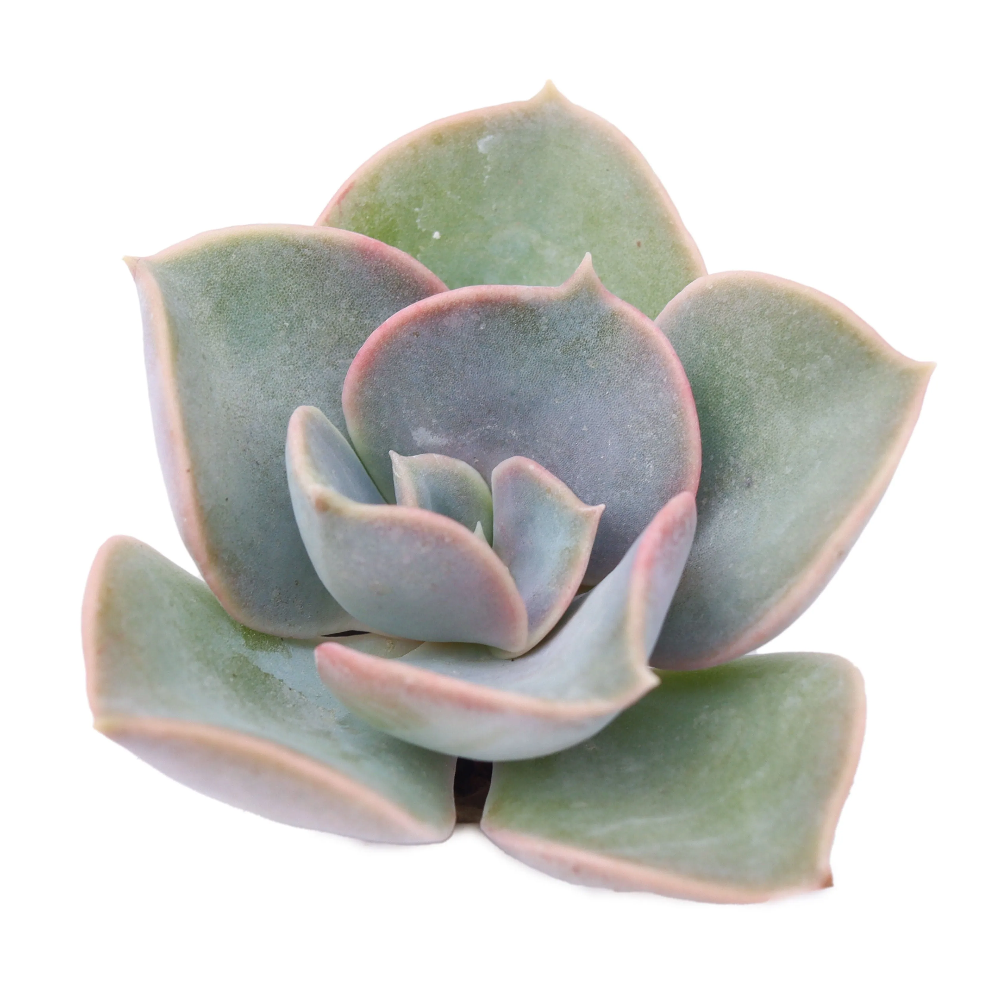 Echeveria 'Green Pearl'