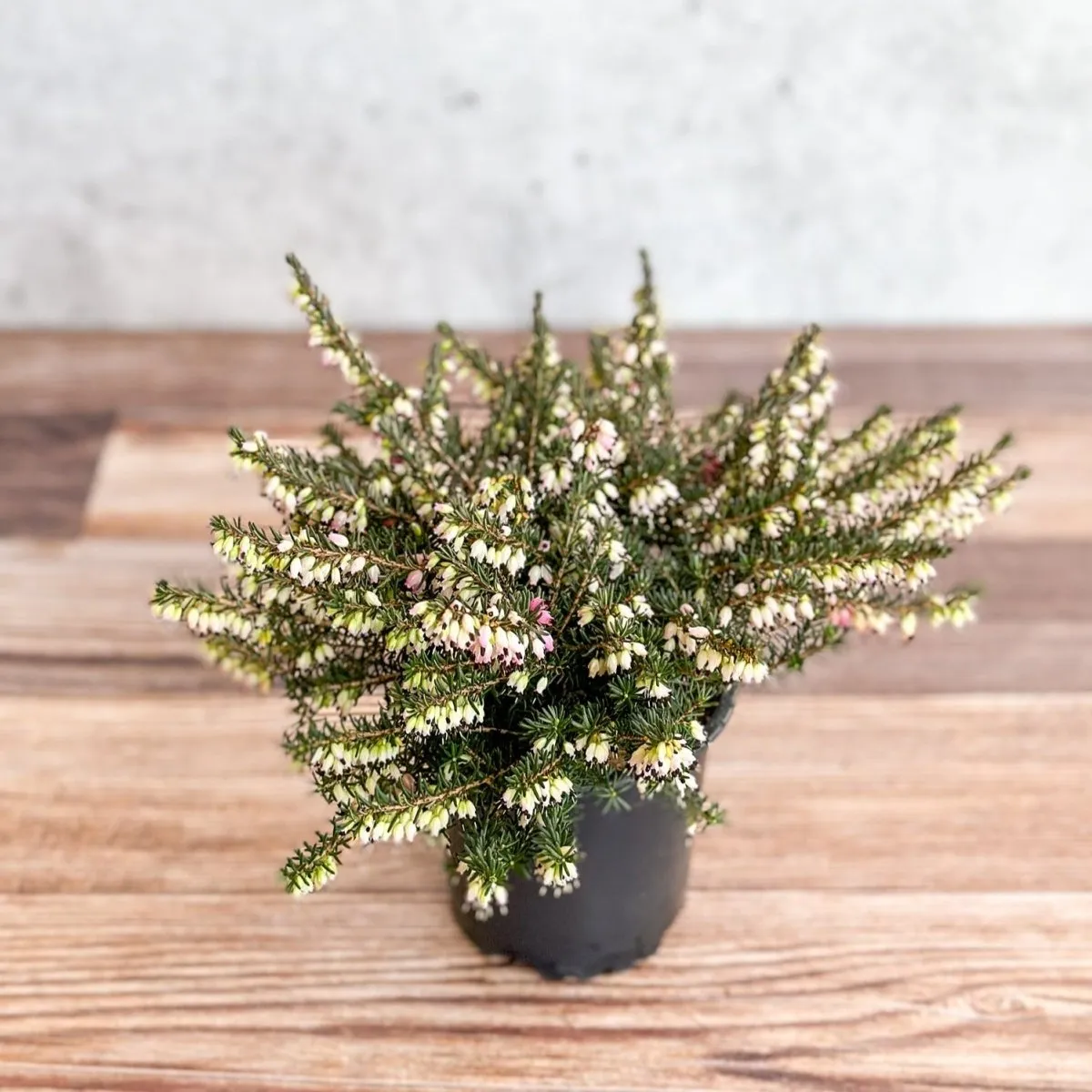 Erica carnea - Pink Flowering Heather