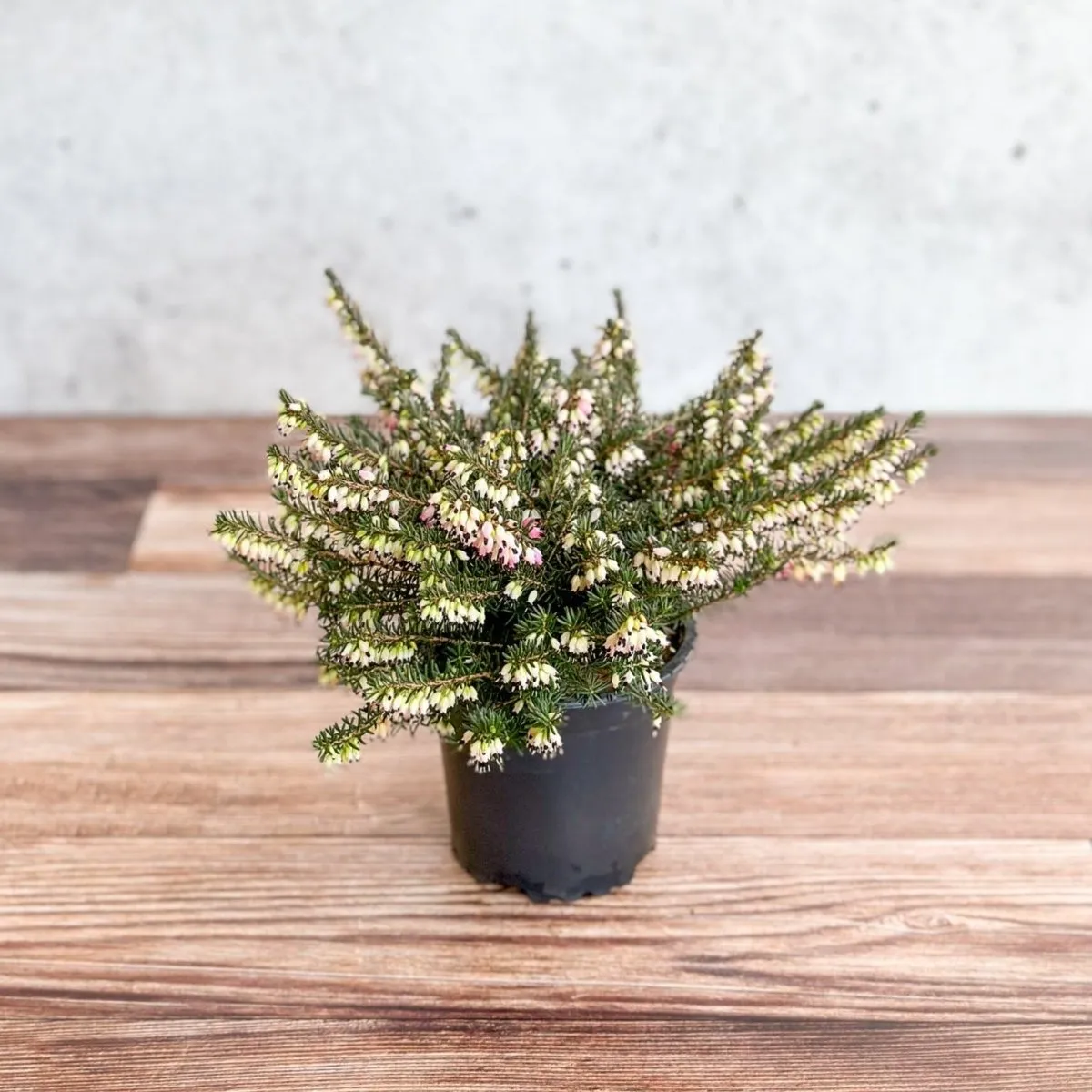 Erica carnea - Pink Flowering Heather