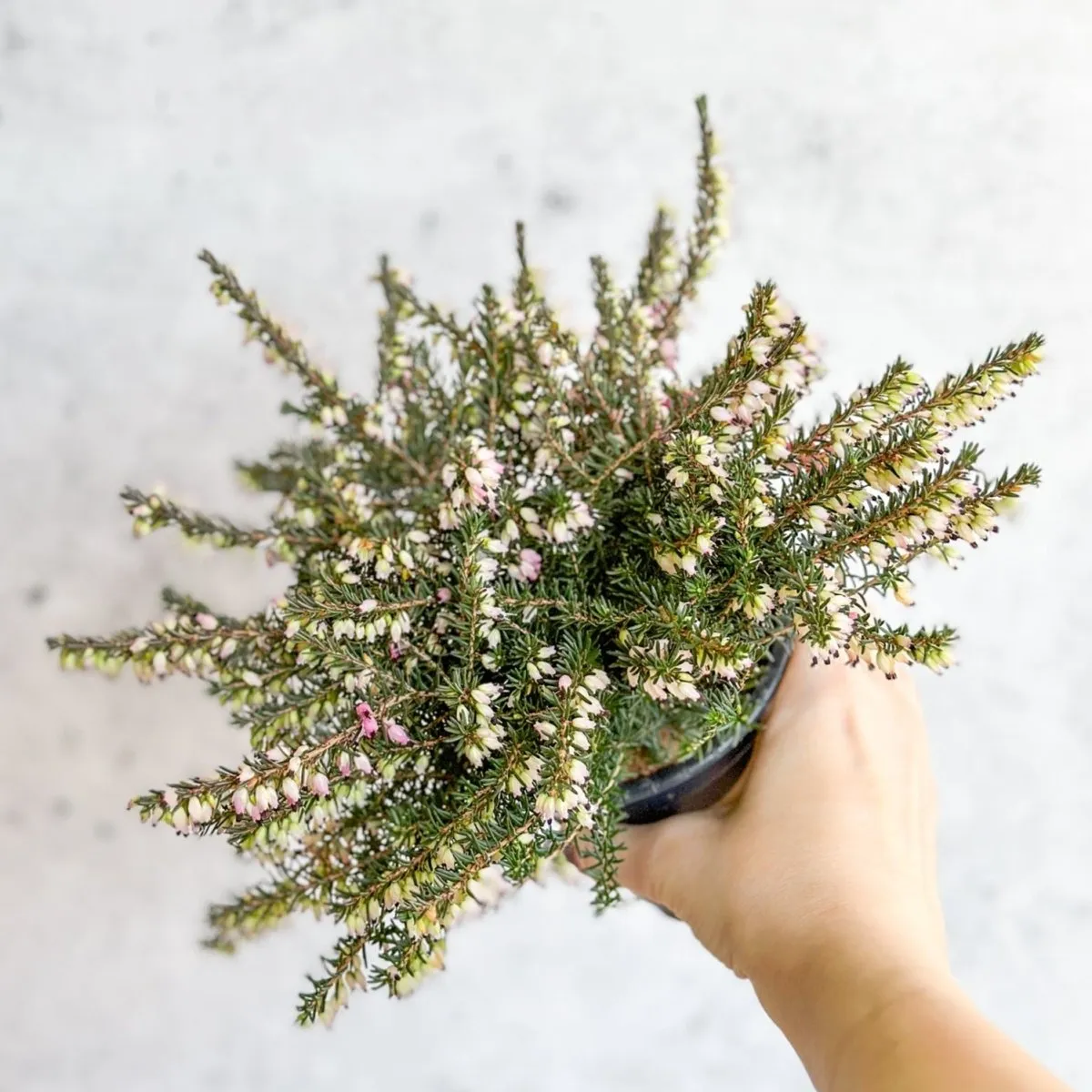 Erica carnea - Pink Flowering Heather