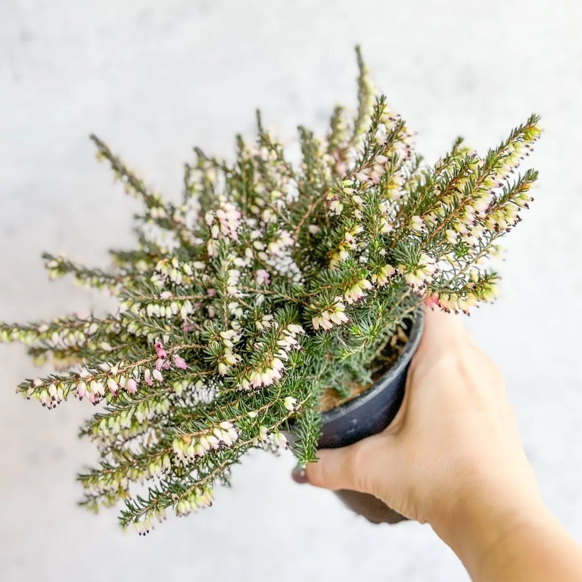 Erica carnea - Pink Flowering Heather