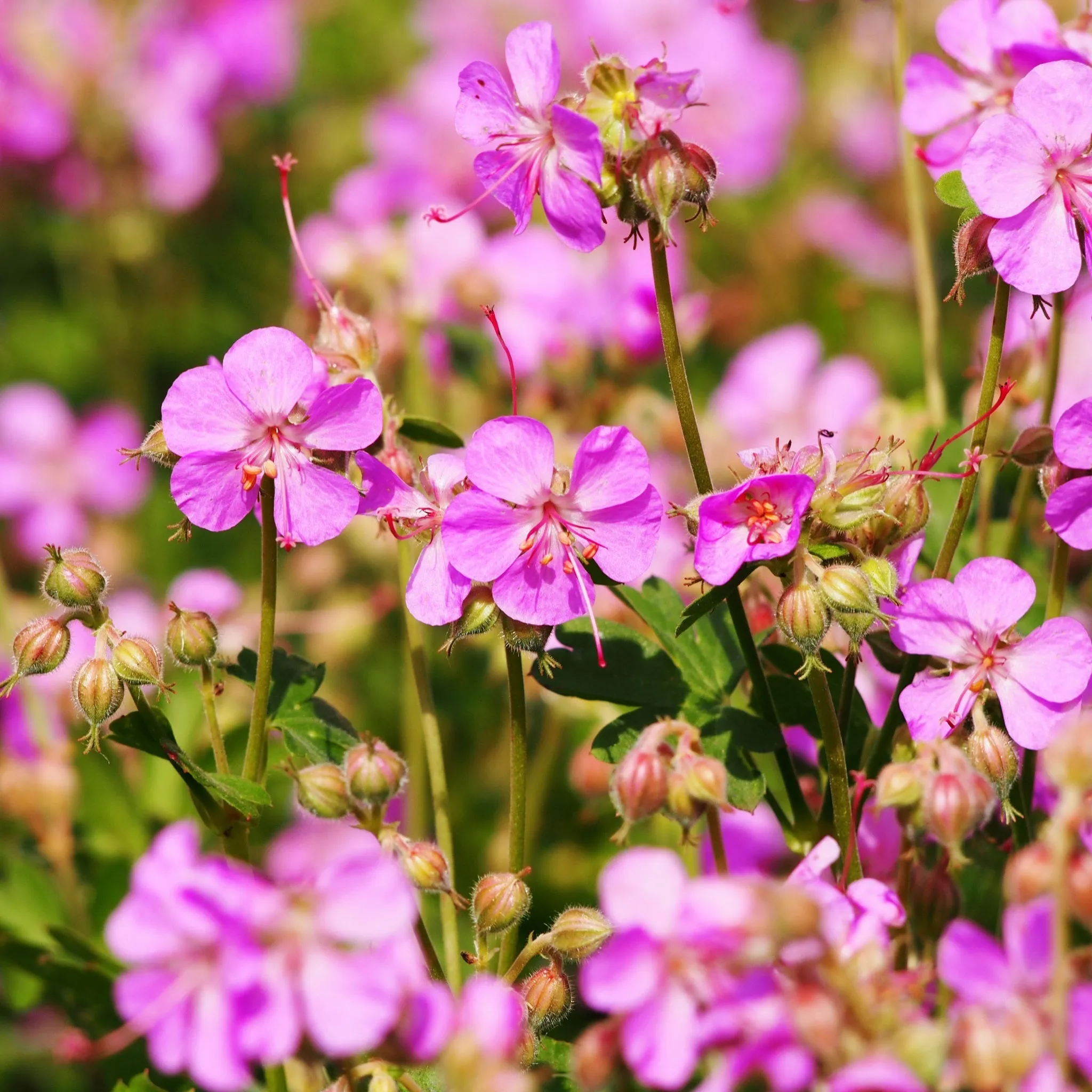 Geranium x cantabrigiense Cambridge 9cm