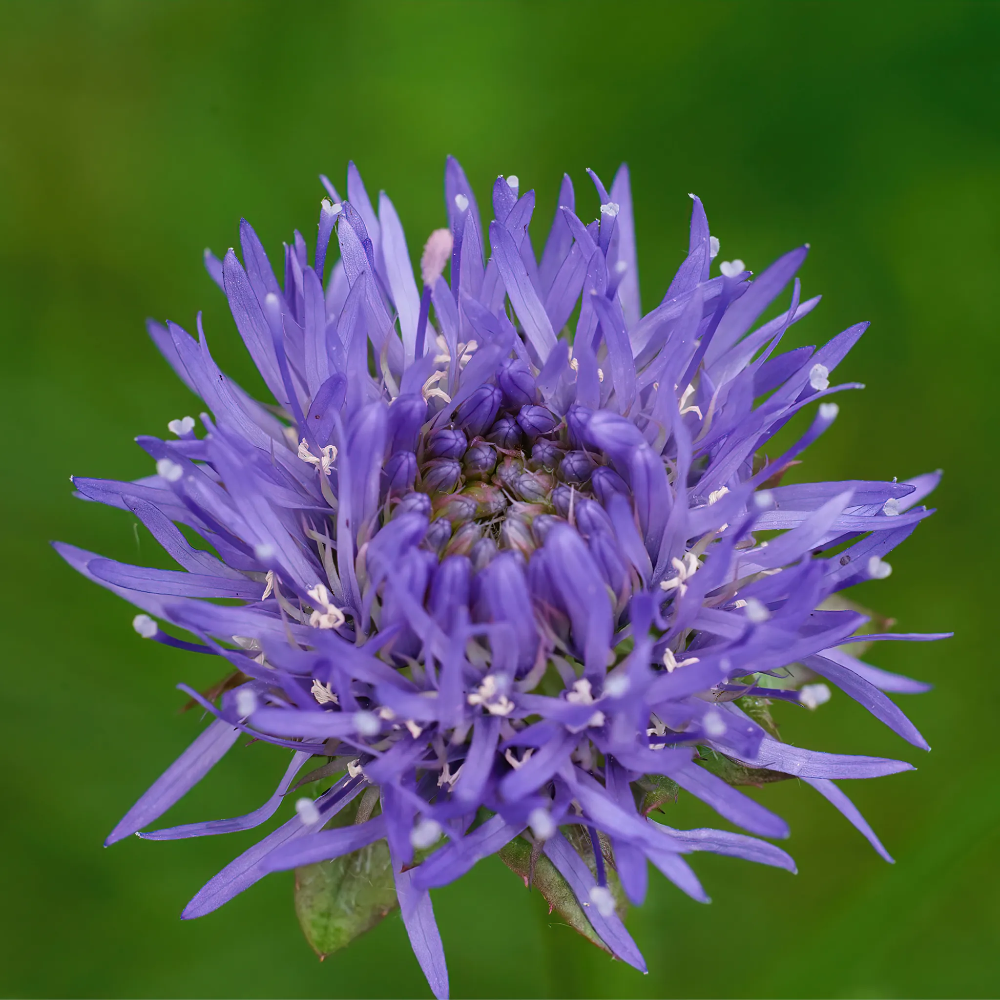 Jasione laevis Blue Light 2L