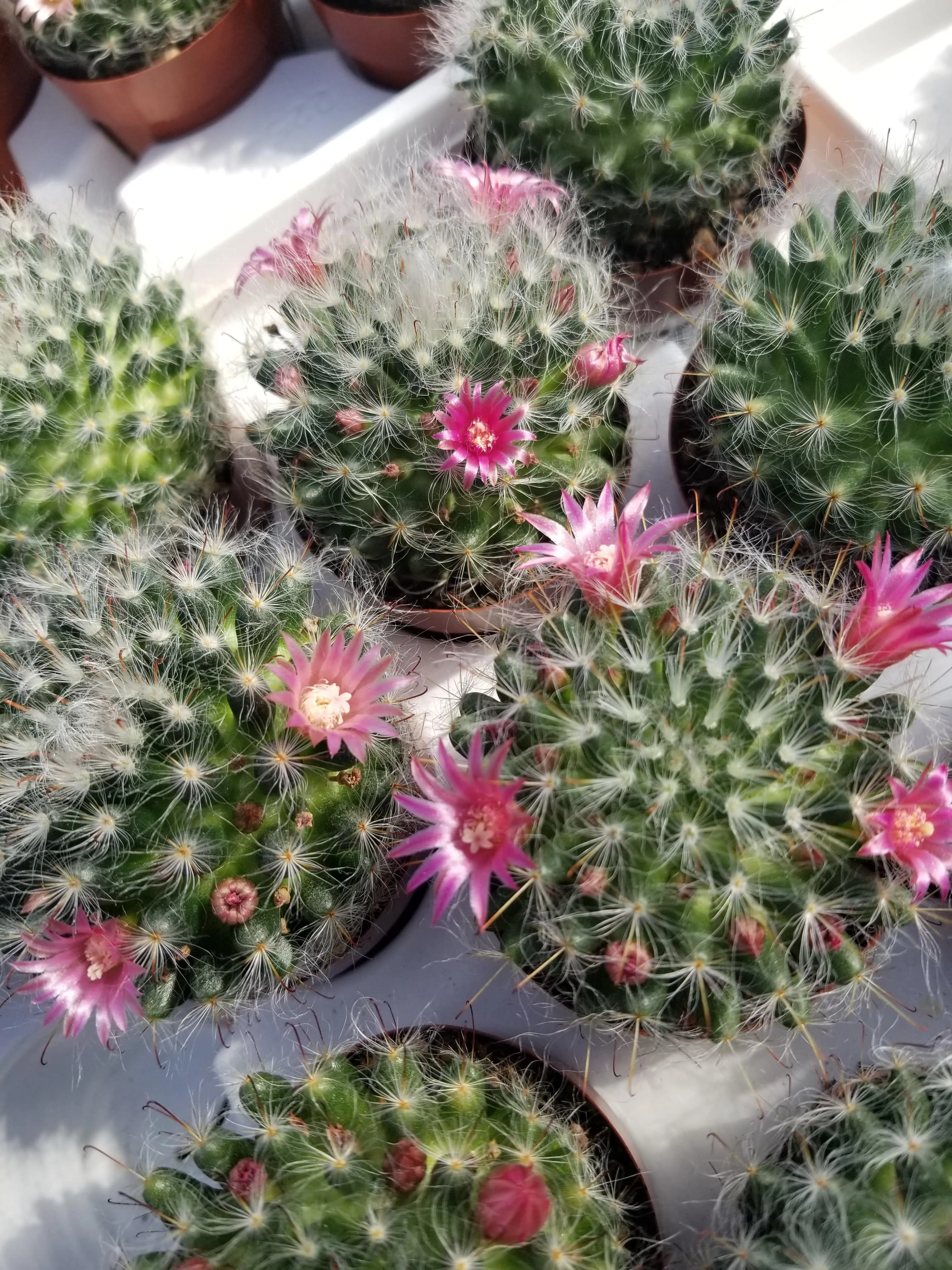 Mammillaria Bocasana, 2" Plant