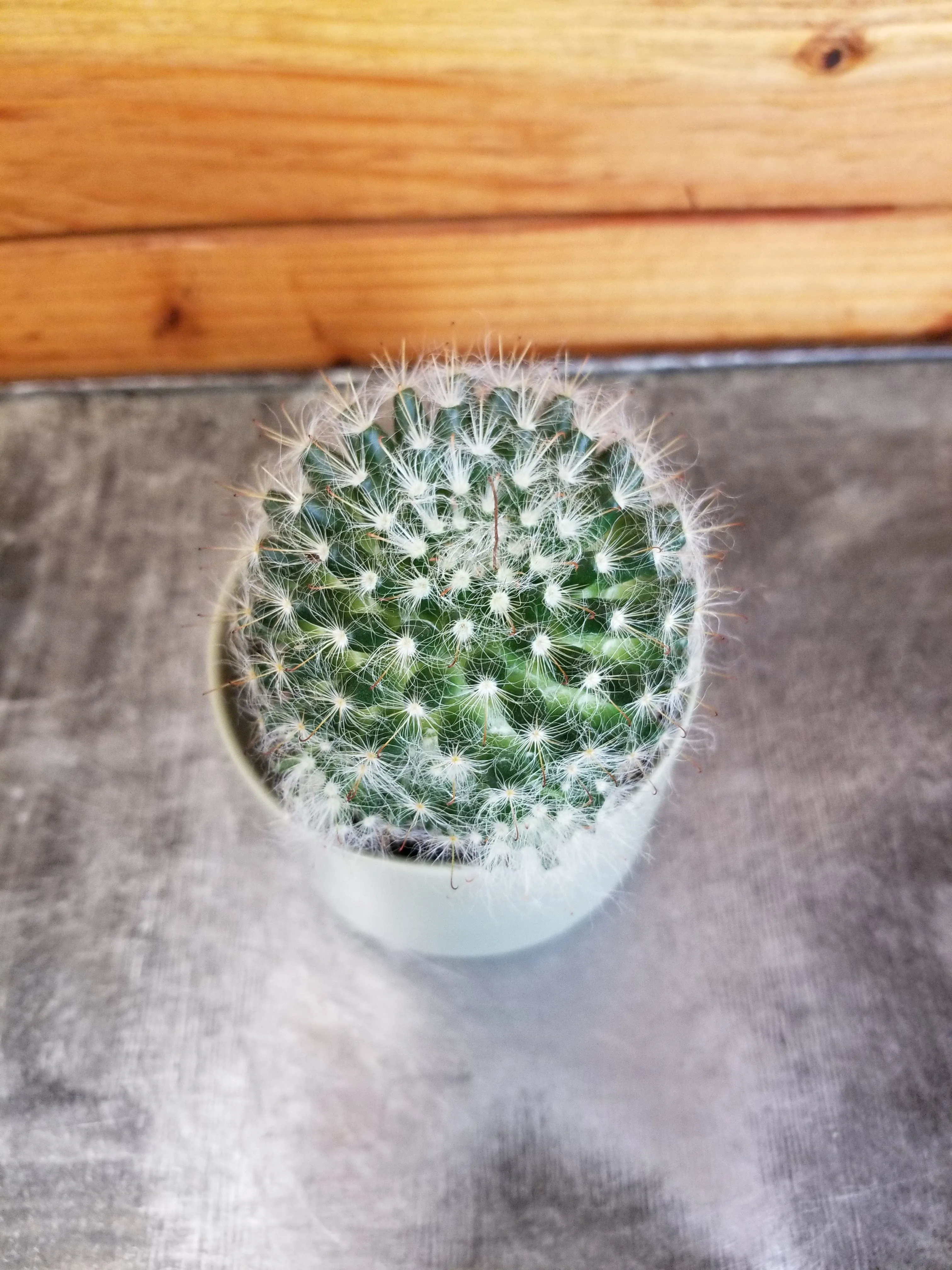 Mammillaria Bocasana, 2" Plant