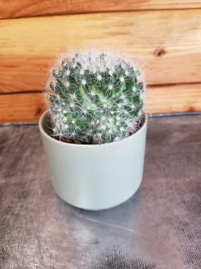 Mammillaria Bocasana, 2" Plant