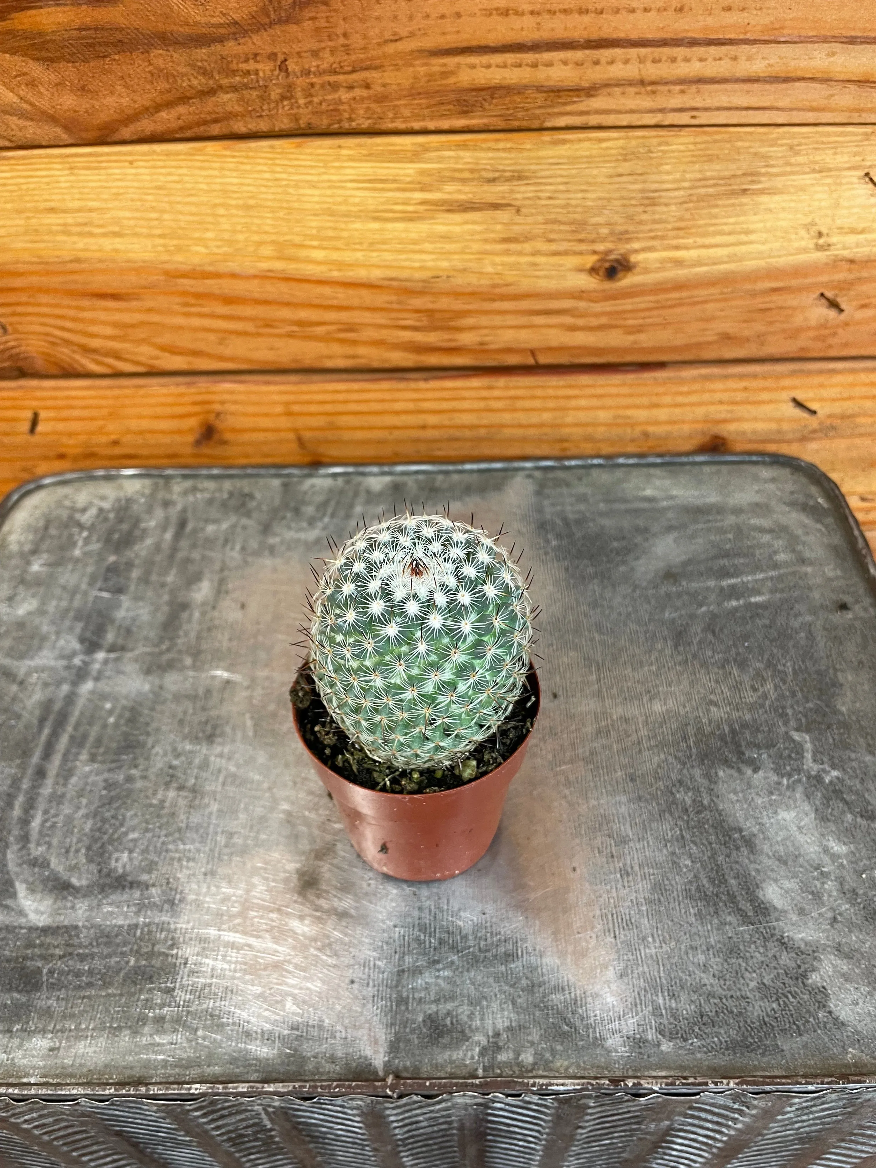 Mammillaria Pringlei, 2" Plant