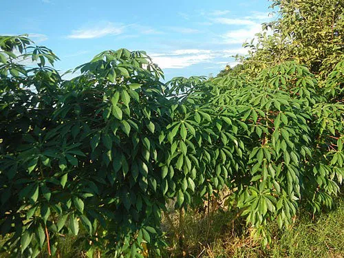 Manihot esculenta | Cassava | Yuca | 5 Seeds