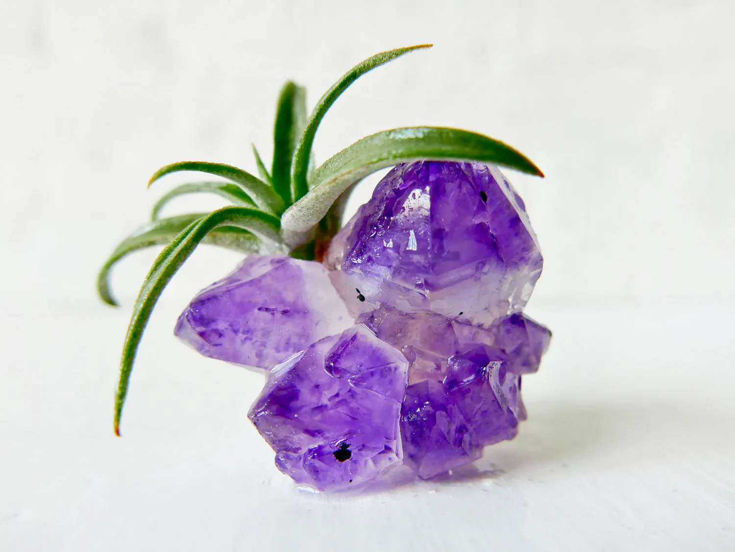 Miss Vagenta - Amethyst Crystal Air Plant Garden