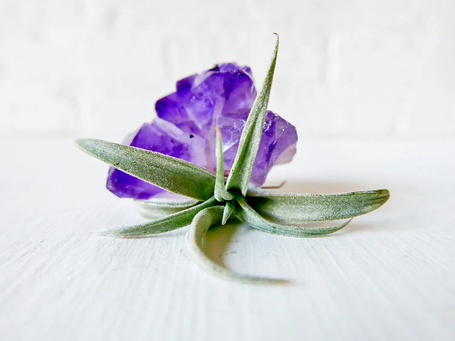 Miss Vagenta - Amethyst Crystal Air Plant Garden