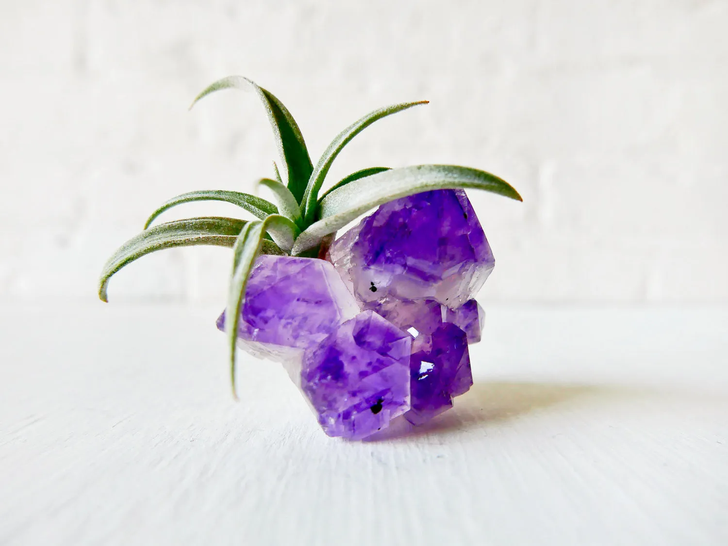 Miss Vagenta - Amethyst Crystal Air Plant Garden