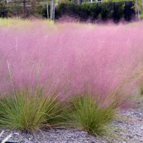 Pink Muhly Grass