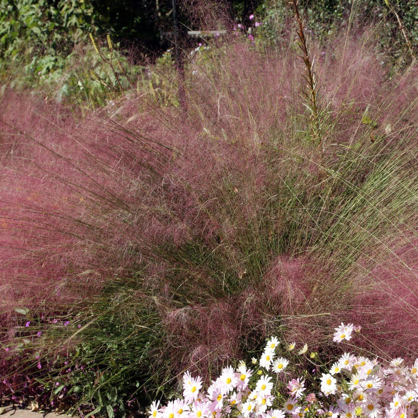 Pink Muhly Grass