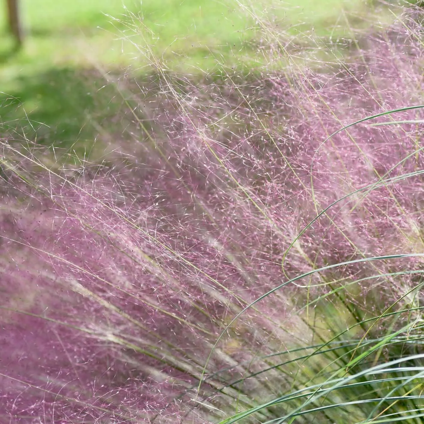 Pink Muhly Grass