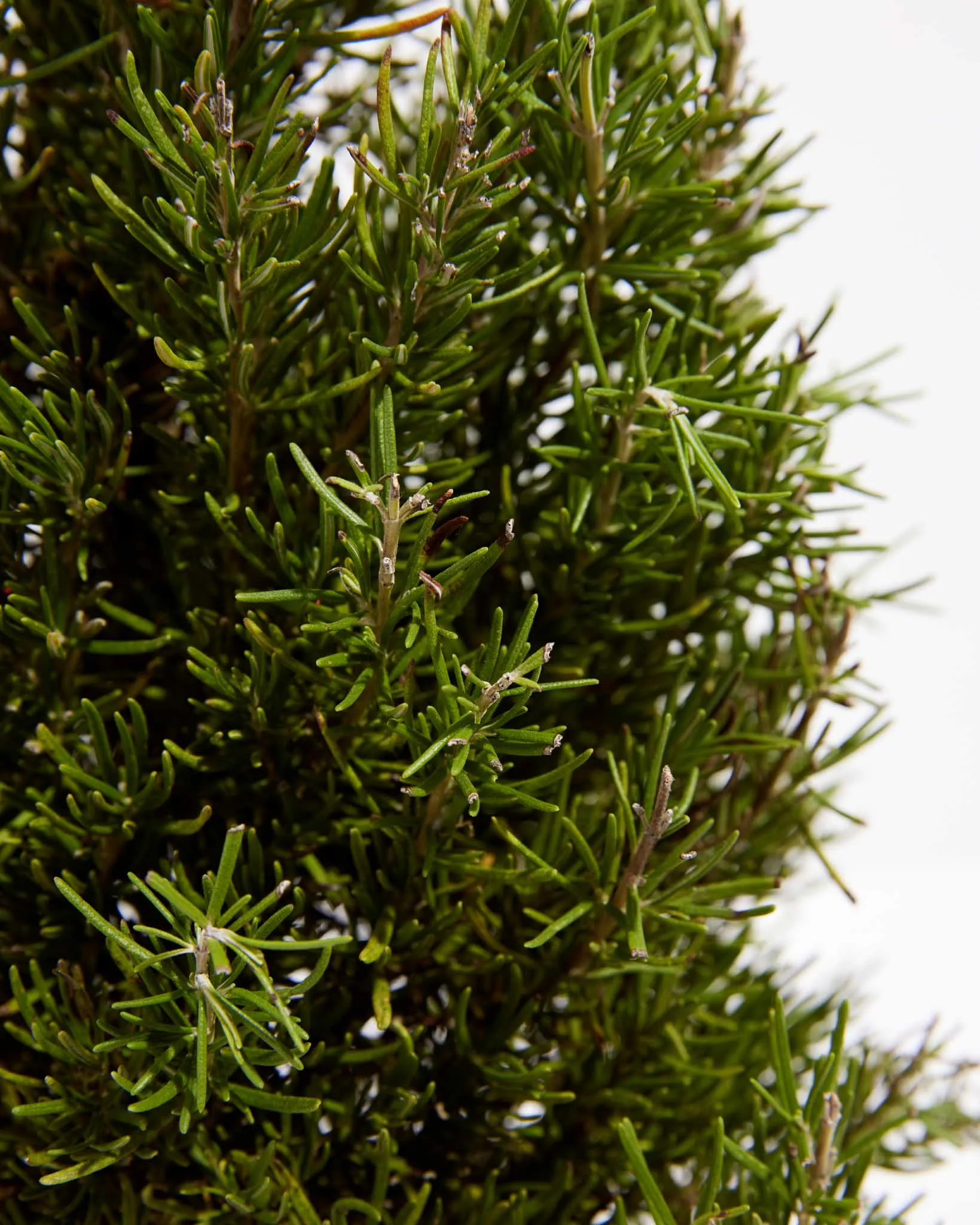 Rosemary Christmas Tree