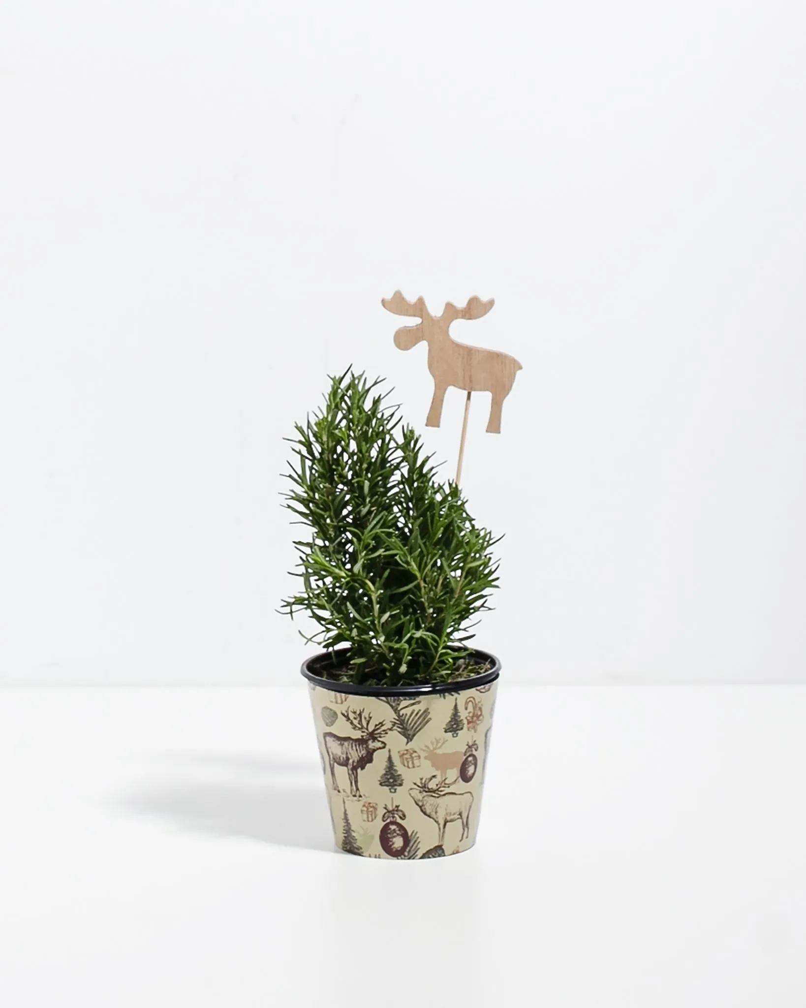 Rosemary Christmas Tree