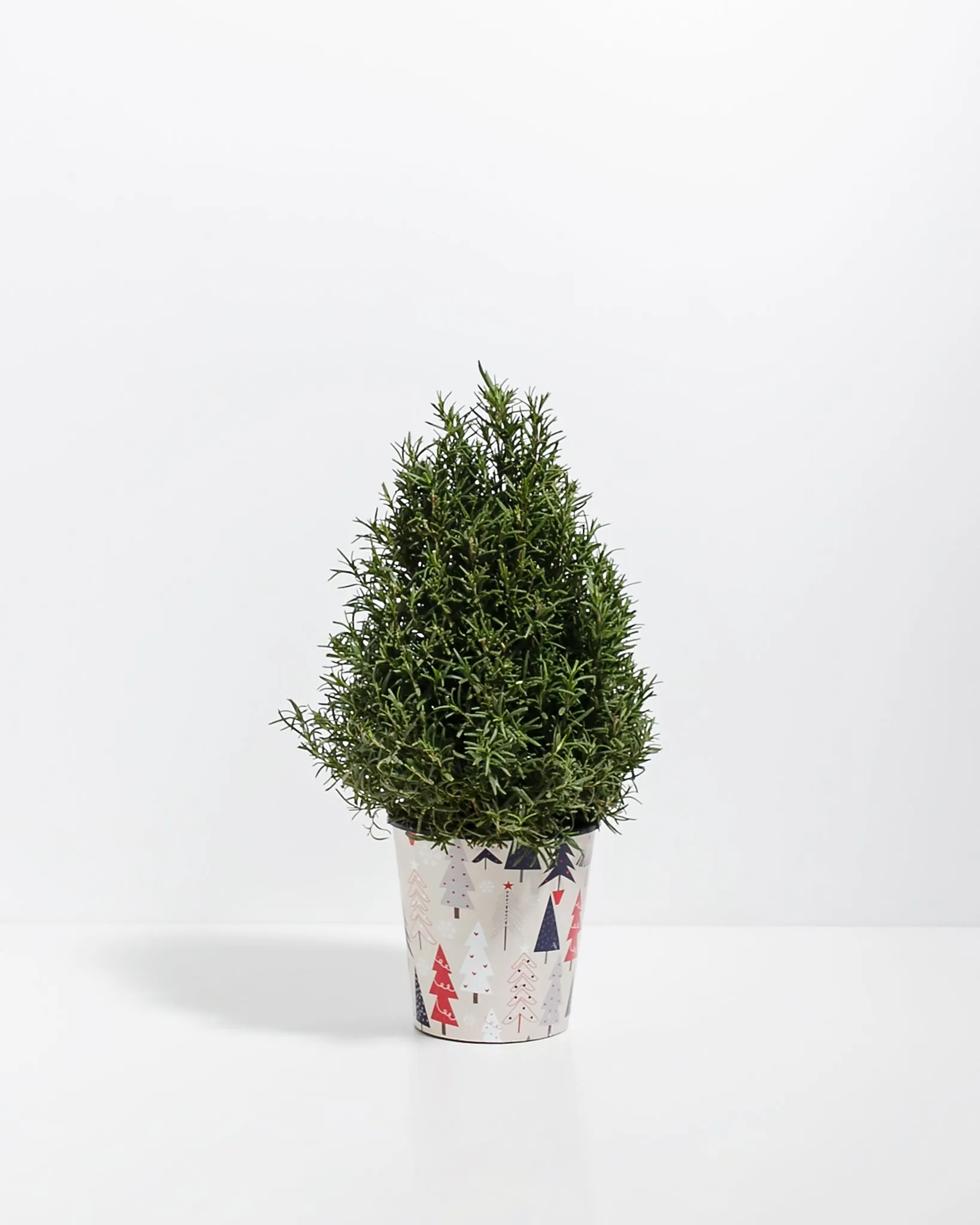 Rosemary Christmas Tree