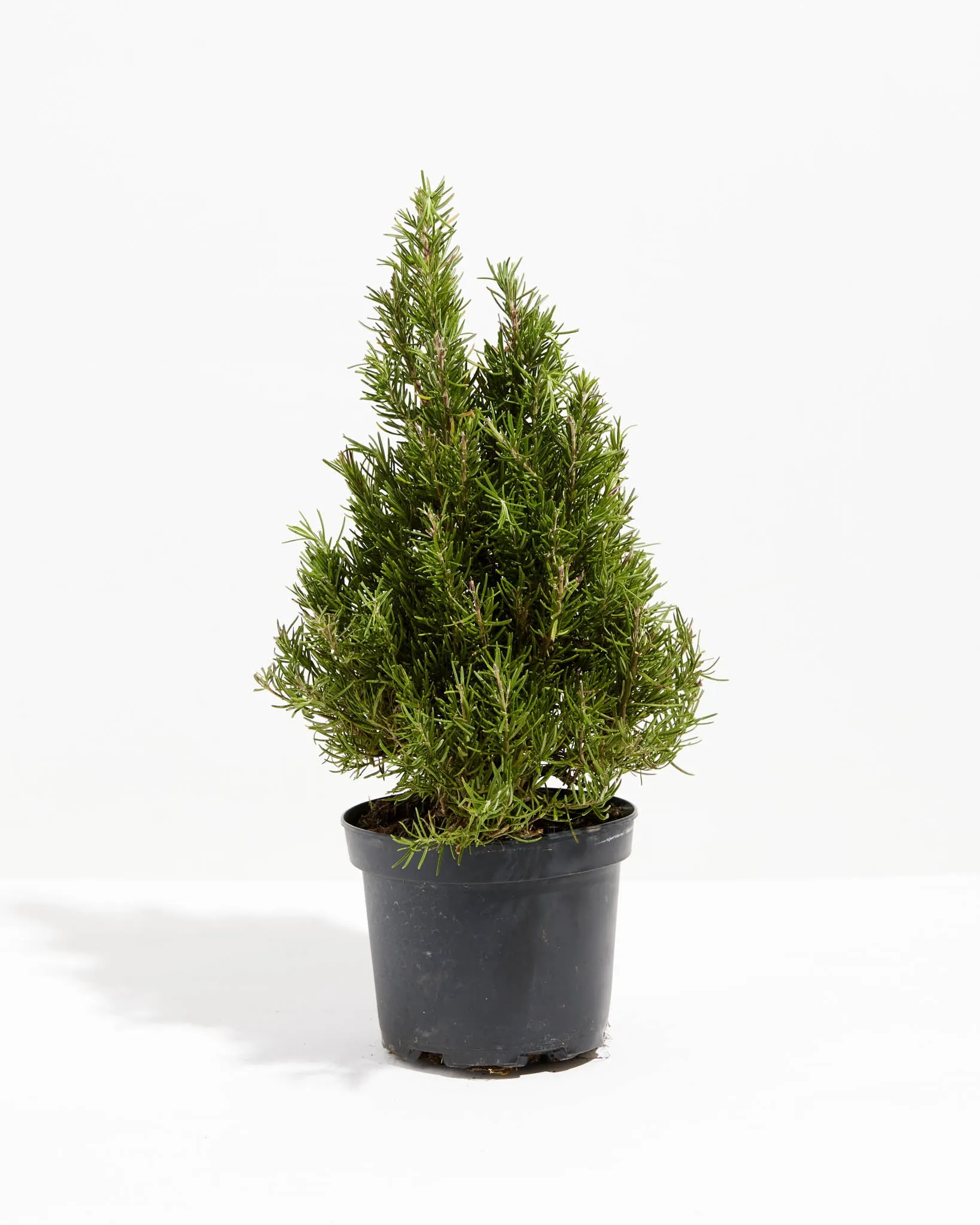 Rosemary Christmas Tree