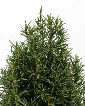 Rosemary Christmas Tree