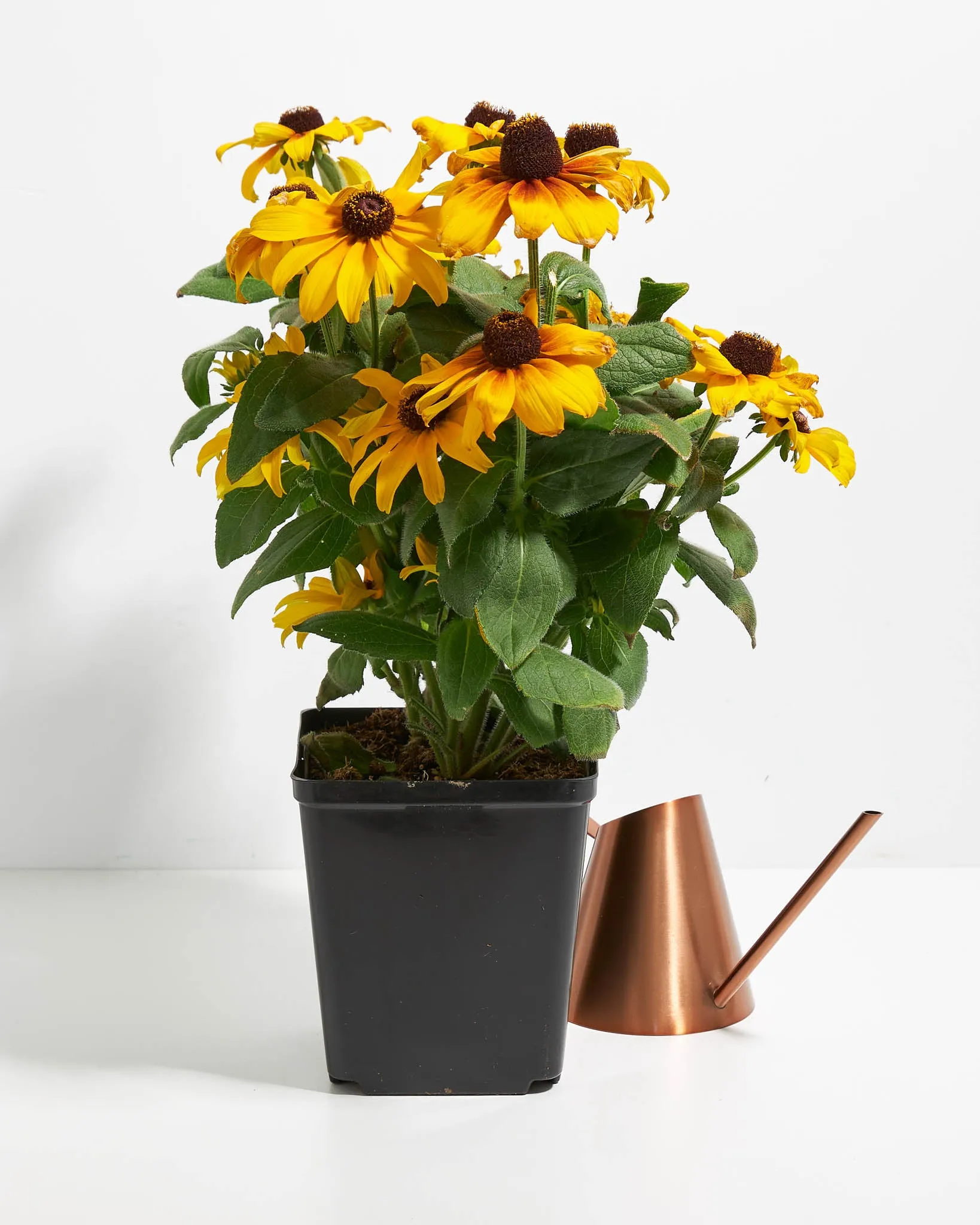 Rudbeckia Chestnut Gold