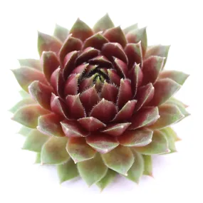 Sempervivum 'Ohu Om Ohu'