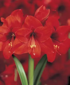 Voluptuous Lion Red Rare Premium Amaryllis