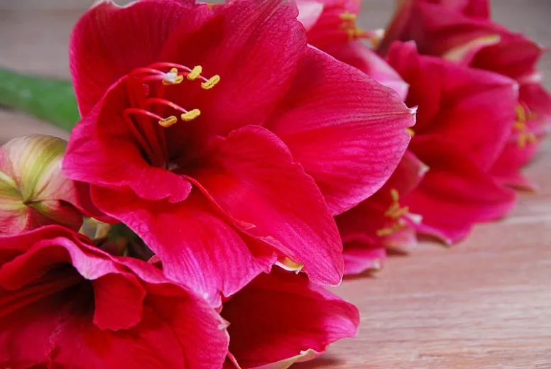 Voluptuous Lion Red Rare Premium Amaryllis