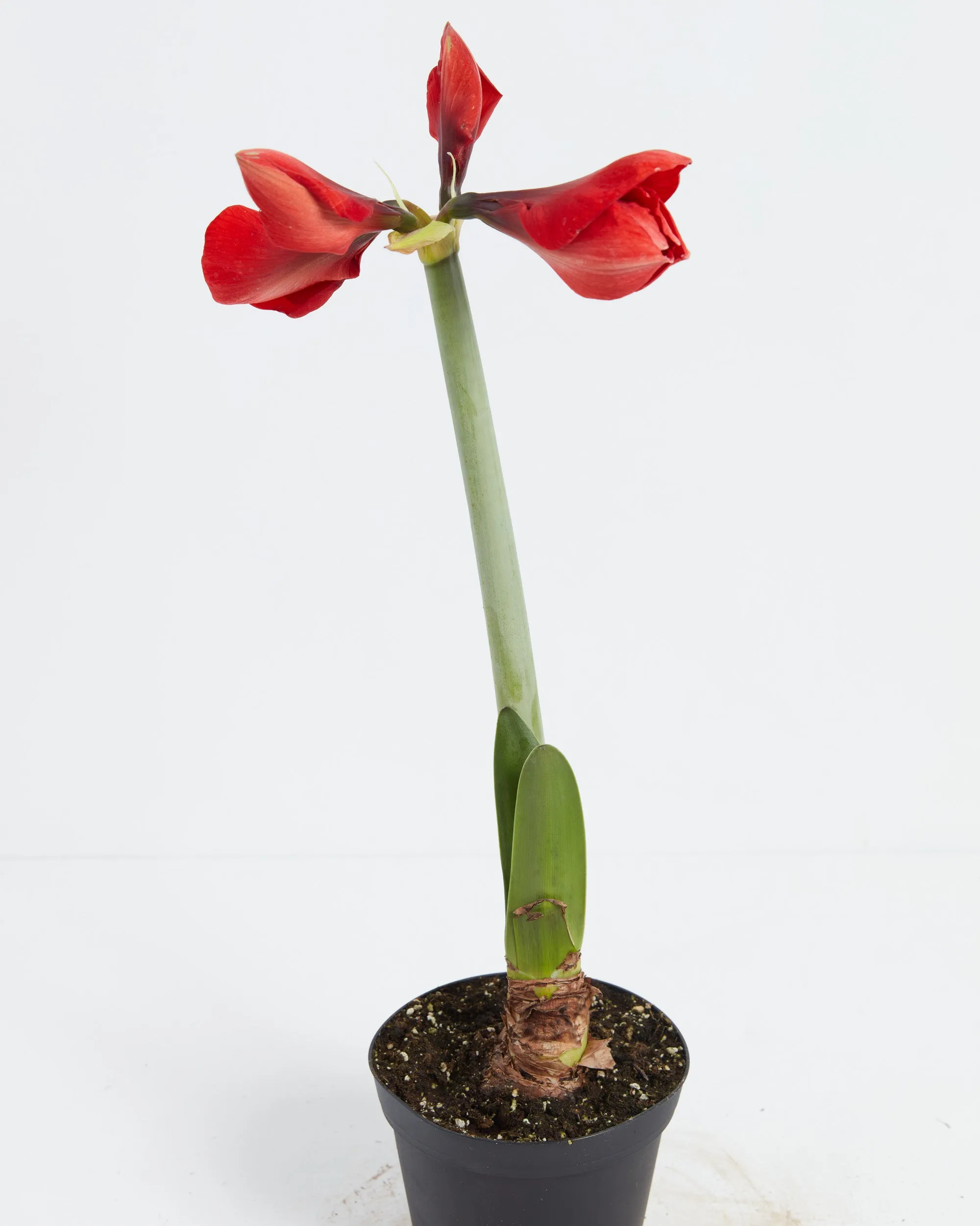 Voluptuous Lion Red Rare Premium Amaryllis