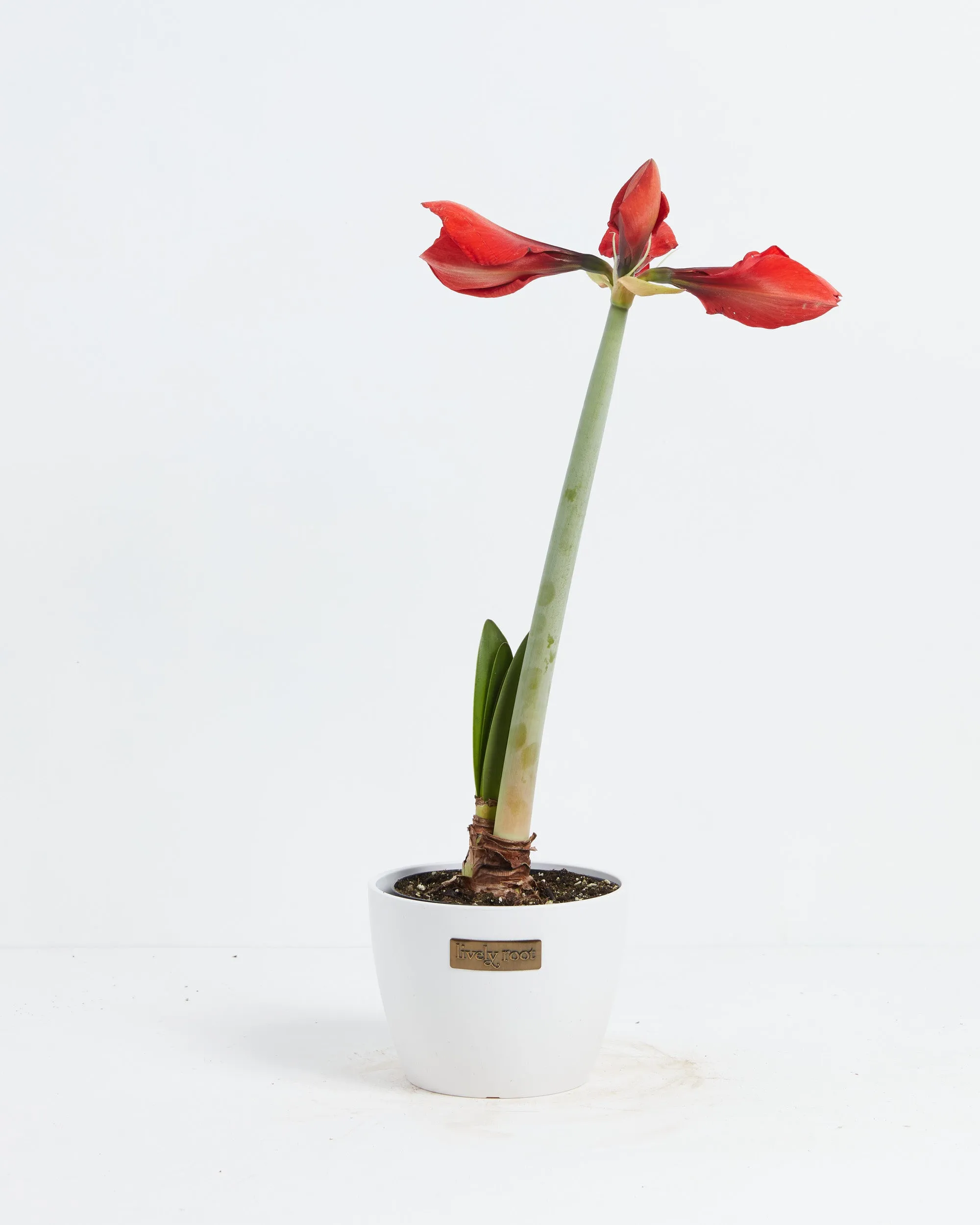 Voluptuous Lion Red Rare Premium Amaryllis