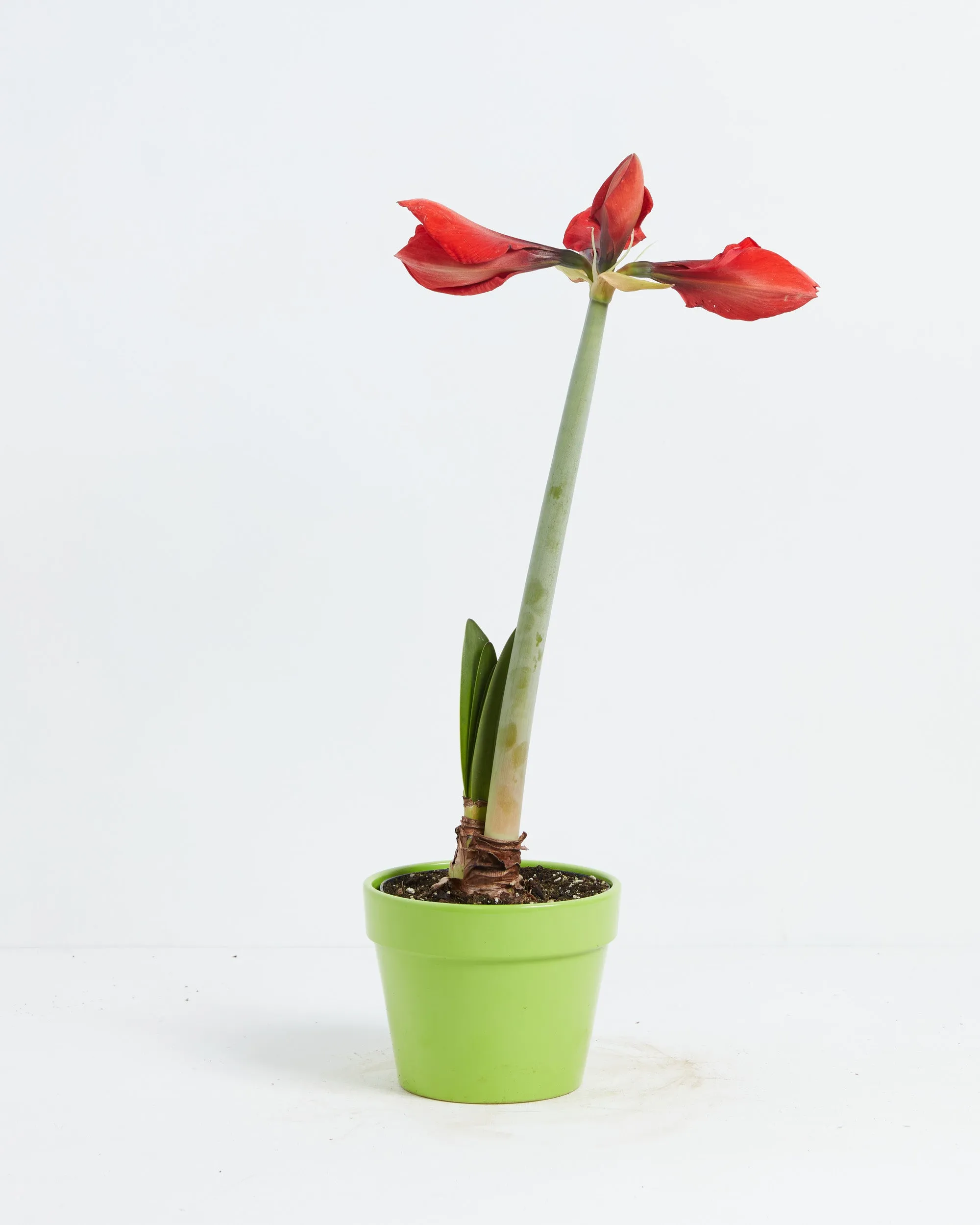 Voluptuous Lion Red Rare Premium Amaryllis