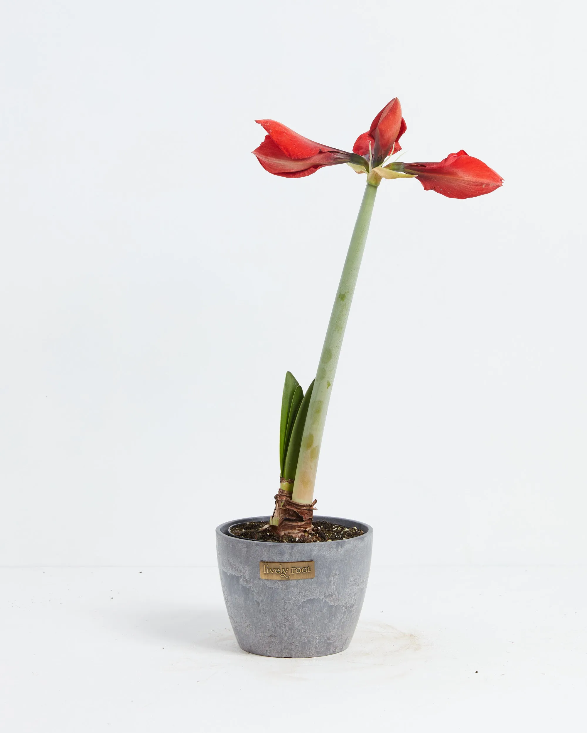 Voluptuous Lion Red Rare Premium Amaryllis