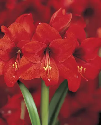 Voluptuous Lion Red Rare Premium Amaryllis