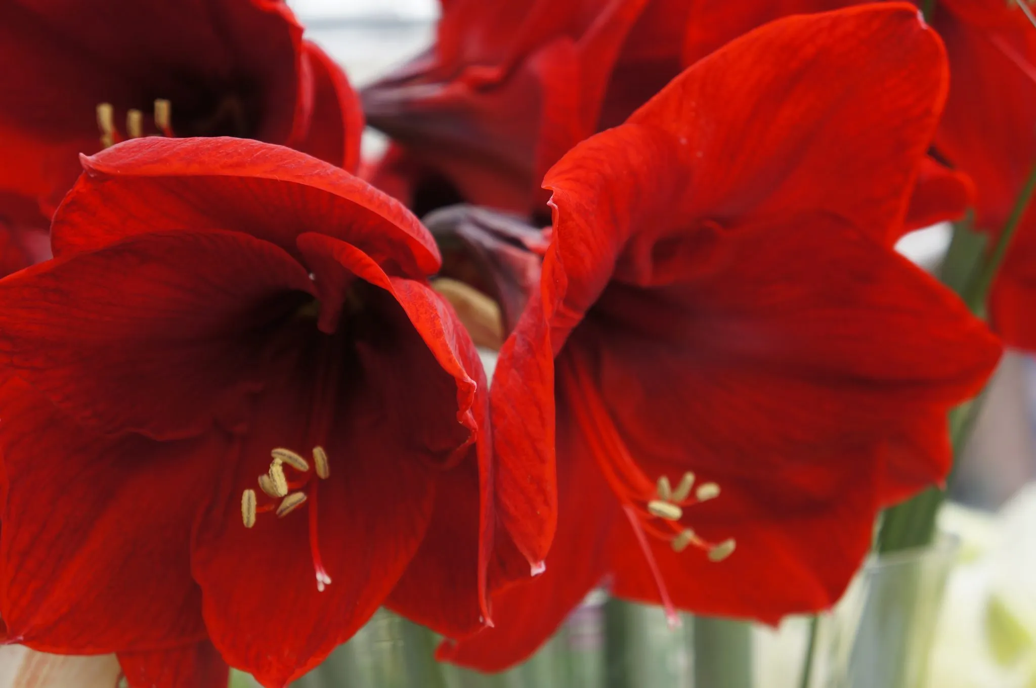 Voluptuous Lion Red Rare Premium Amaryllis