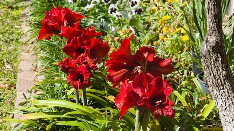 Voluptuous Lion Red Rare Premium Amaryllis