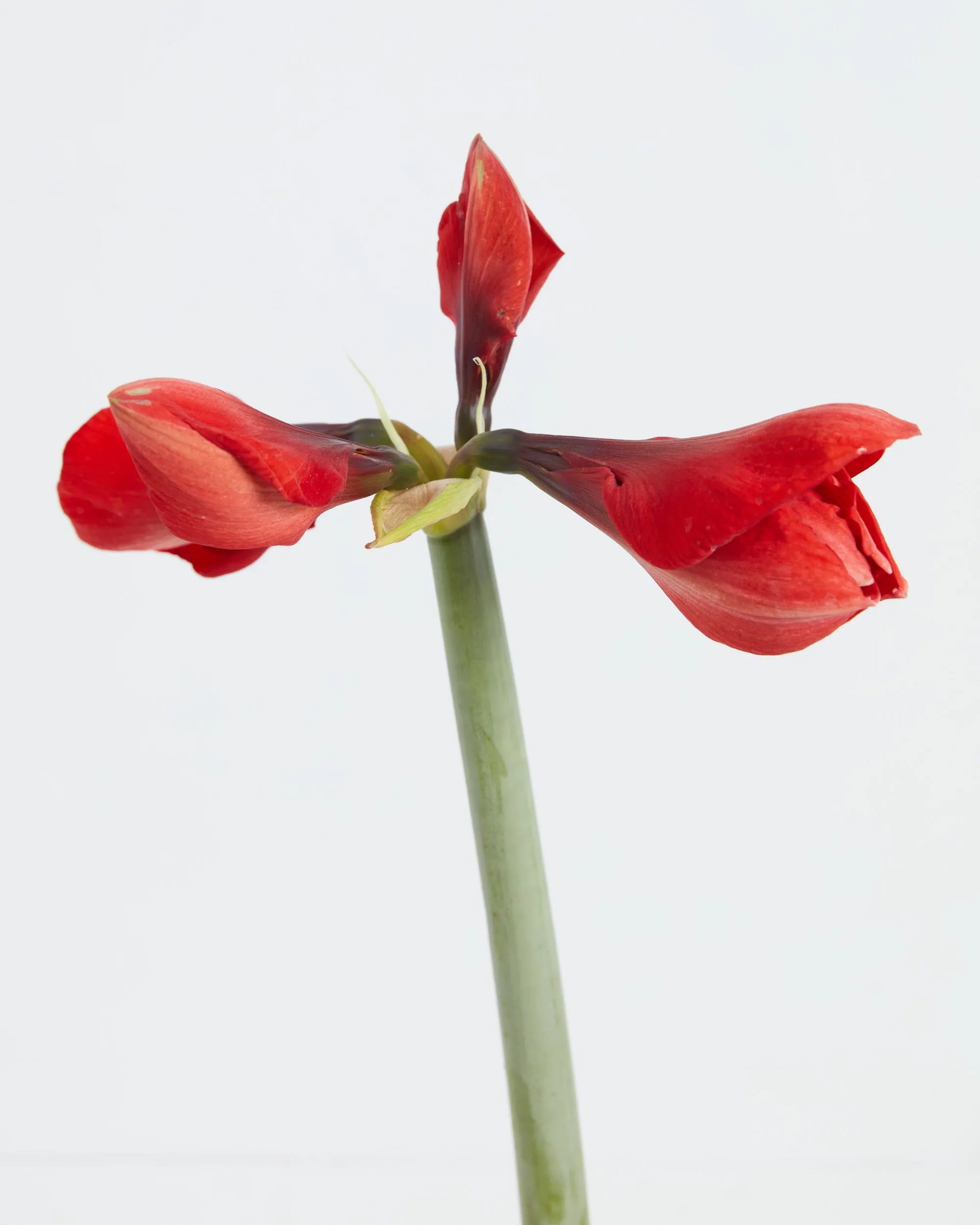 Voluptuous Lion Red Rare Premium Amaryllis