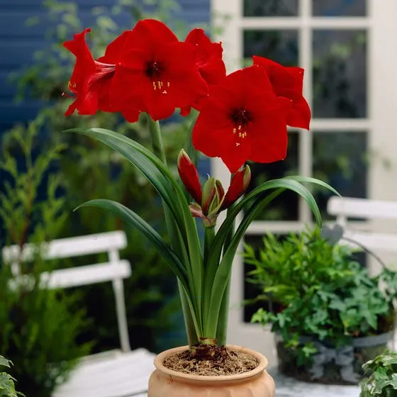 Voluptuous Lion Red Rare Premium Amaryllis