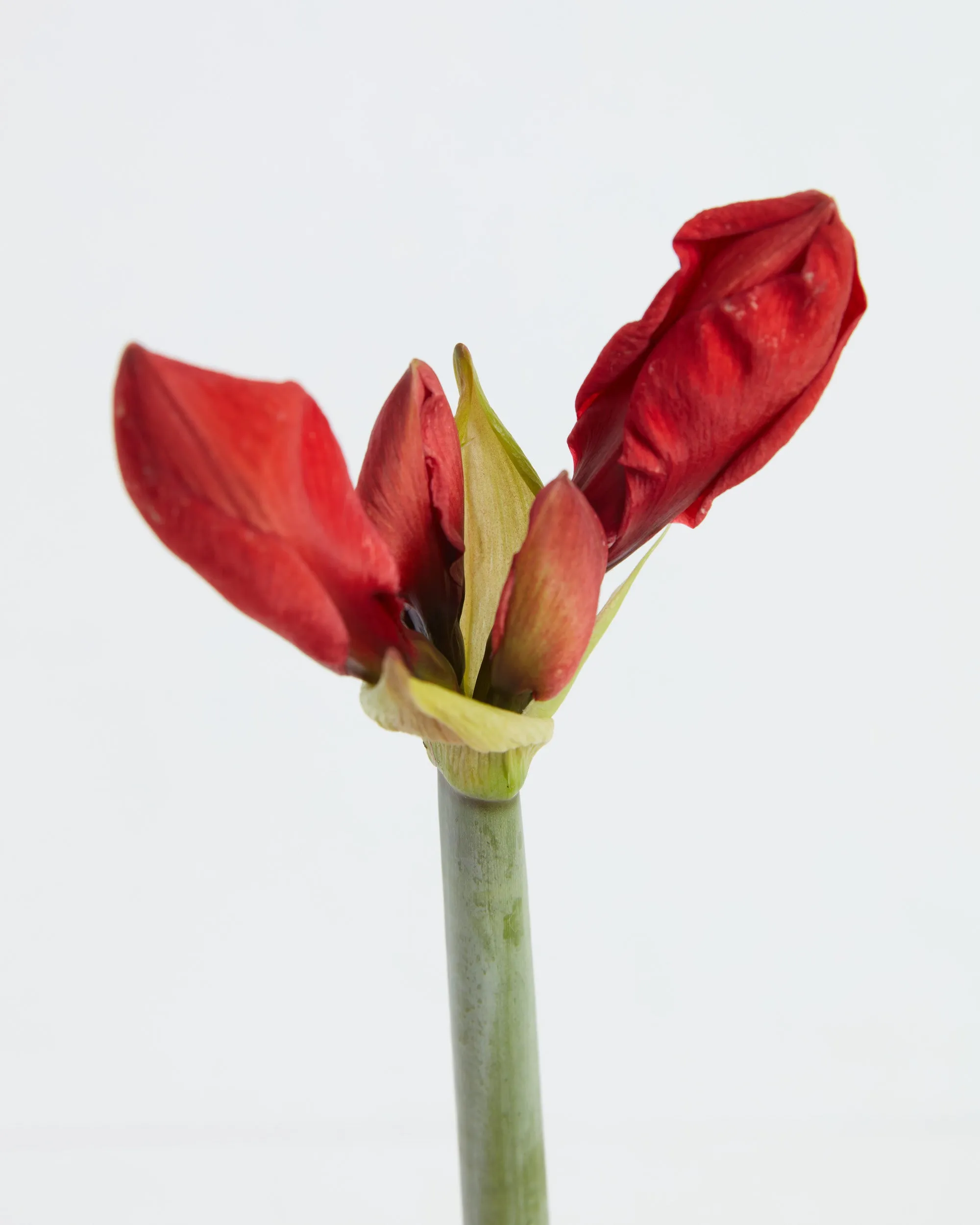 Voluptuous Lion Red Rare Premium Amaryllis