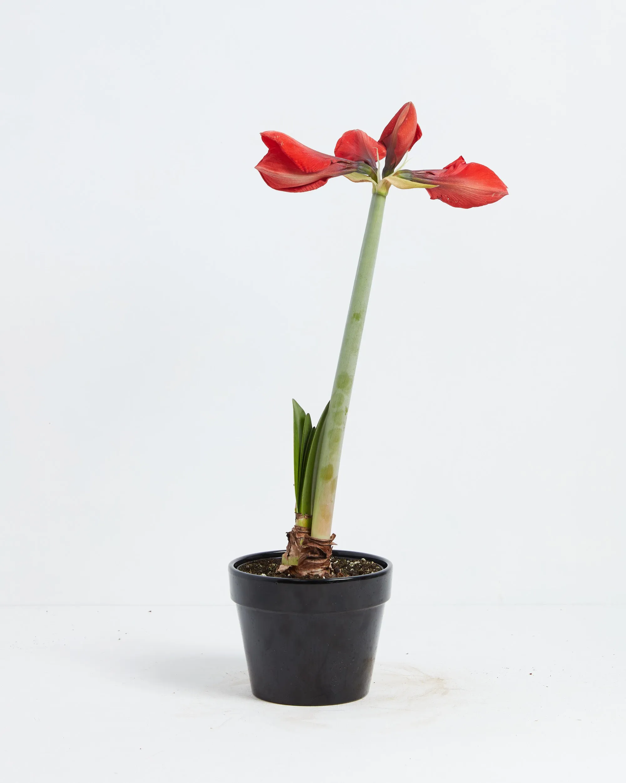 Voluptuous Lion Red Rare Premium Amaryllis