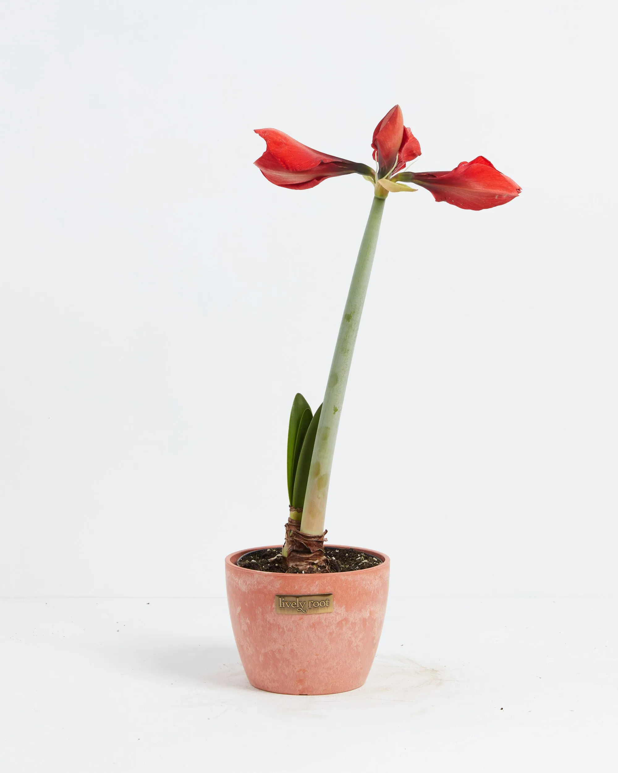 Voluptuous Lion Red Rare Premium Amaryllis